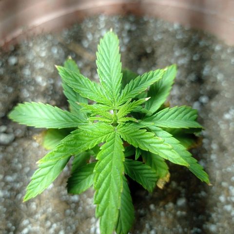 Critical Jack growlog timeline photo