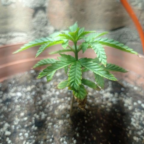 Critical Jack growlog timeline photo