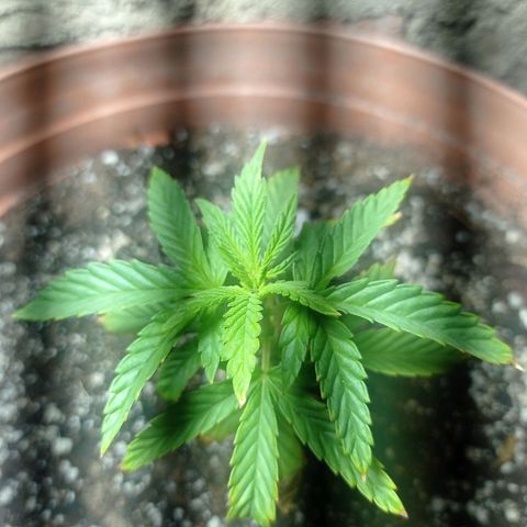 Critical Jack growlog timeline photo