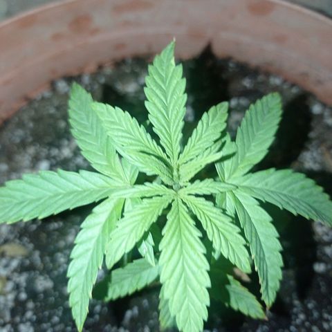 Critical Jack growlog timeline photo