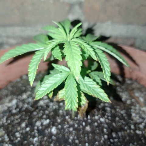 Critical Jack growlog timeline photo