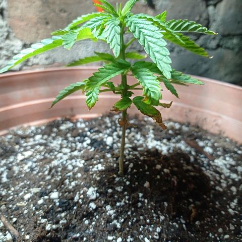 Critical Jack growlog timeline photo