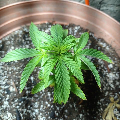 Critical Jack growlog timeline photo