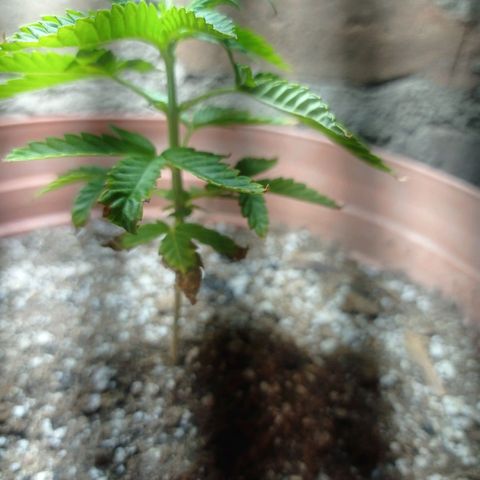 Critical Jack growlog timeline photo