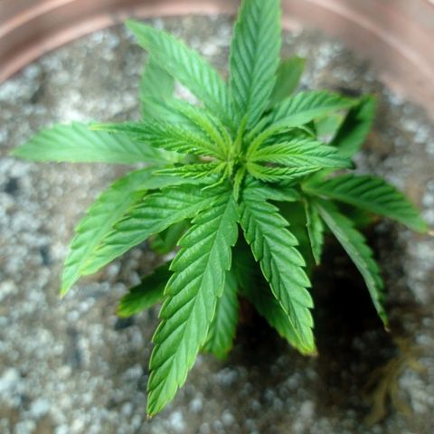 Critical Jack growlog timeline photo