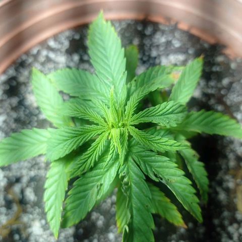 Critical Jack growlog timeline photo
