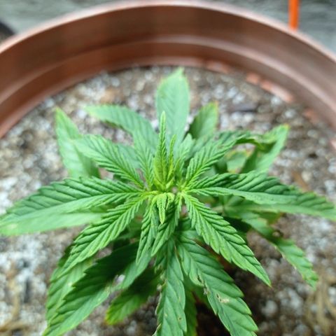 Critical Jack growlog timeline photo