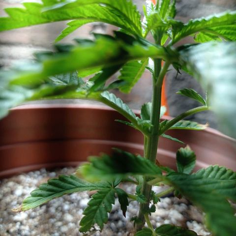 Critical Jack growlog timeline photo