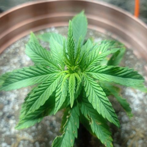 Critical Jack growlog timeline photo