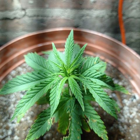 Critical Jack growlog timeline photo