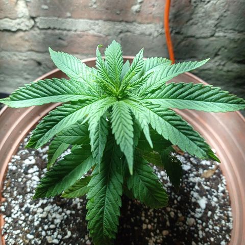 Critical Jack growlog timeline photo