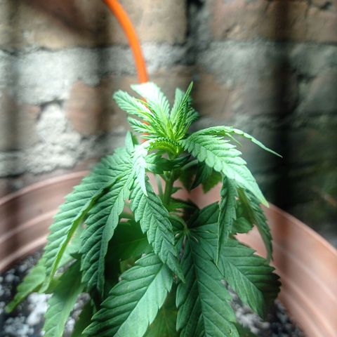 Critical Jack growlog timeline photo