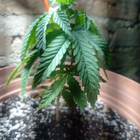 Critical Jack growlog timeline photo