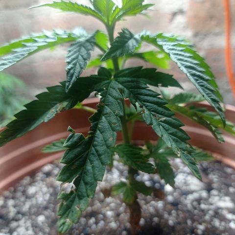 Critical Jack growlog timeline photo