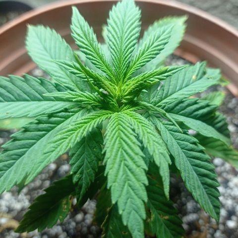 Critical Jack growlog timeline photo