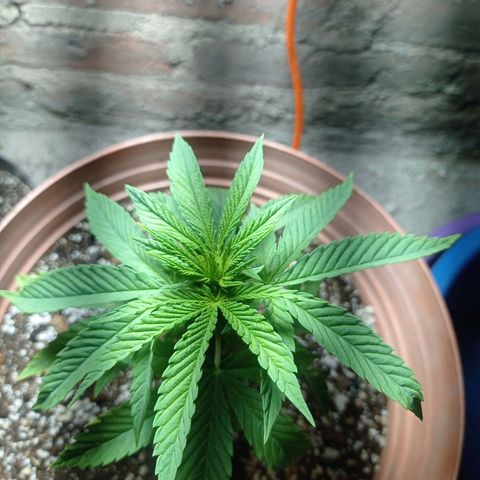 Critical Jack growlog timeline photo