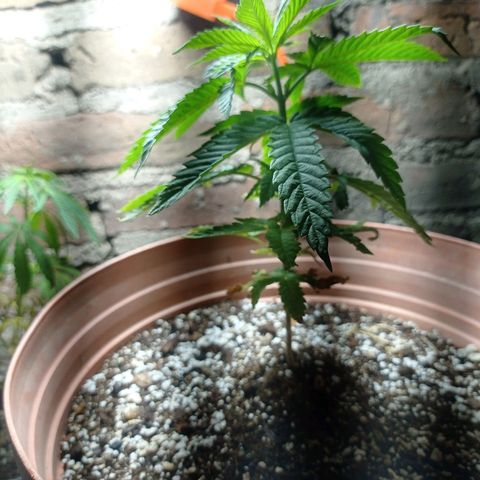 Critical Jack growlog timeline photo