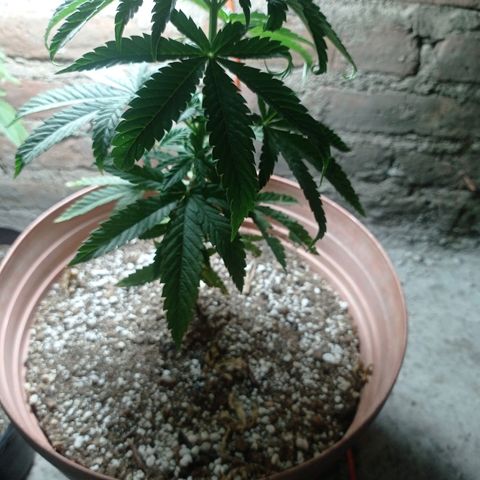 Critical Jack growlog timeline photo