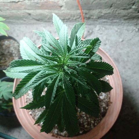 Critical Jack growlog timeline photo