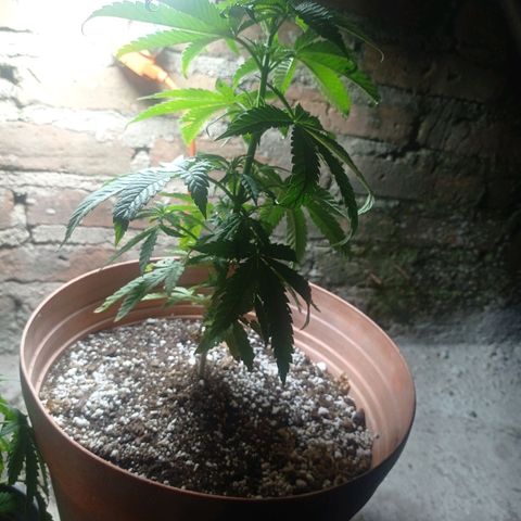 Critical Jack growlog timeline photo