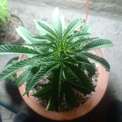 Critical Jack growlog timeline photo