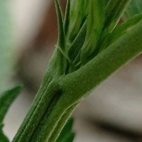 Critical Jack growlog timeline photo