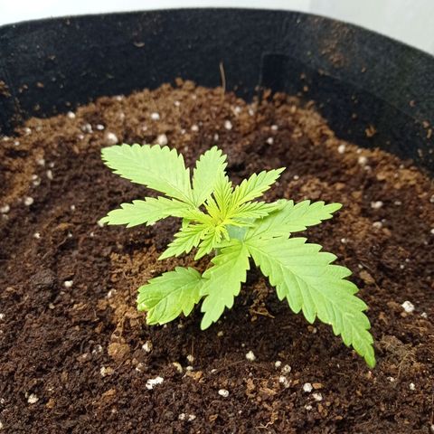 Honey Cream growlog photo: Look nice... Today 9hrs. Sunlight 