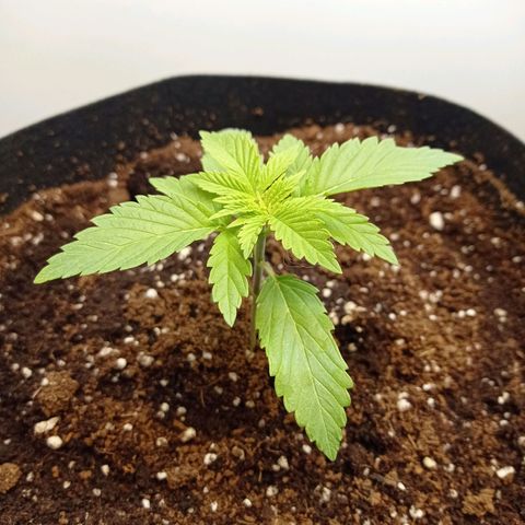 Honey Cream growlog photo: Look nice... Today 9hrs. Sunlight 