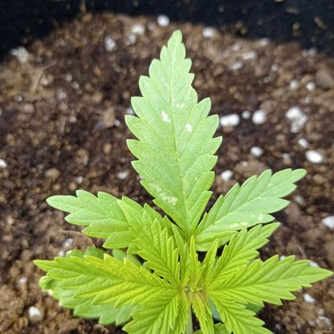Honey Cream growlog timeline photo