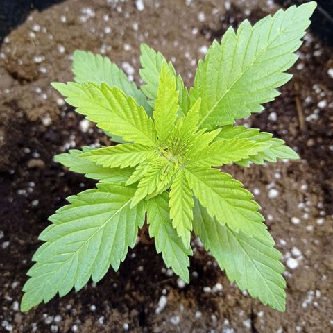 Honey Cream growlog timeline photo