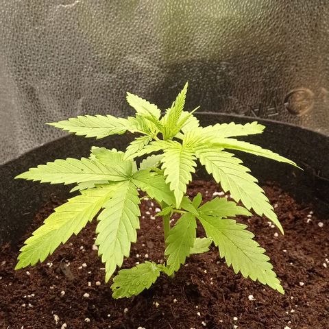 Honey Cream growlog timeline photo