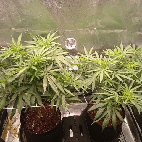 Honey Cream growlog photo: 2nd week 12/12. Feed 6/6/4/4 ... No signs of buds yet