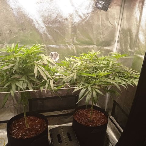 Honey Cream growlog photo: 2nd week 12/12. Feed 6/6/4/4 ... No signs of buds yet