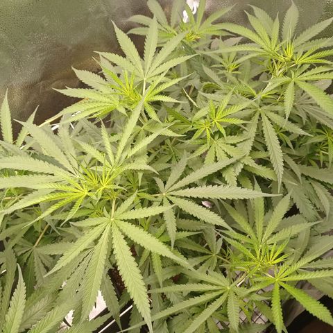 Honey Cream growlog photo: 2nd week 12/12. Feed 6/6/4/4 ... No signs of buds yet