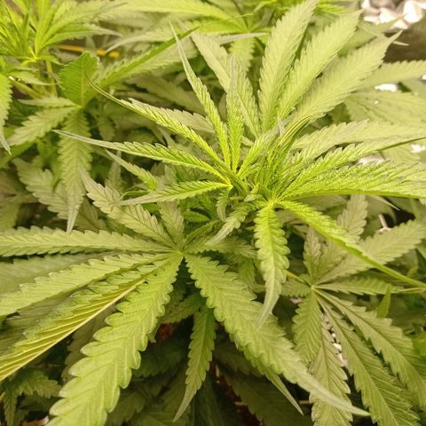 Honey Cream growlog photo: 2nd week 12/12. Feed 6/6/4/4 ... No signs of buds yet