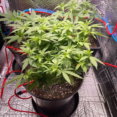 Cookies Kush growlog timeline photo