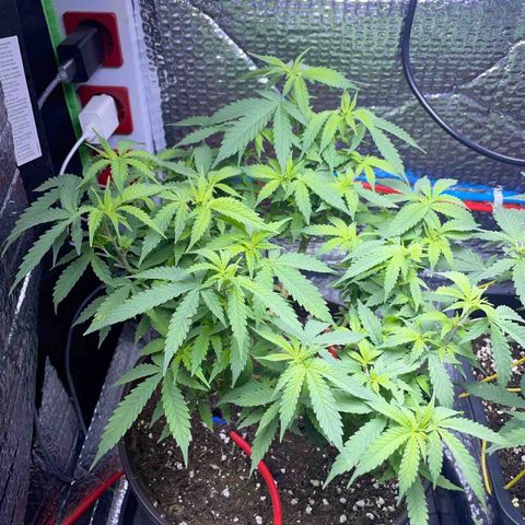 Cookies Kush growlog timeline photo