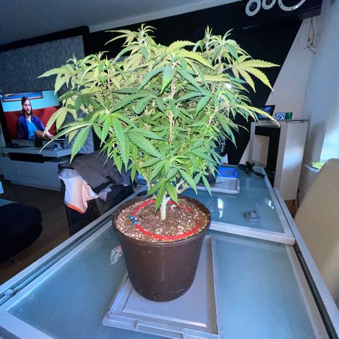 Cookies Kush growlog timeline photo