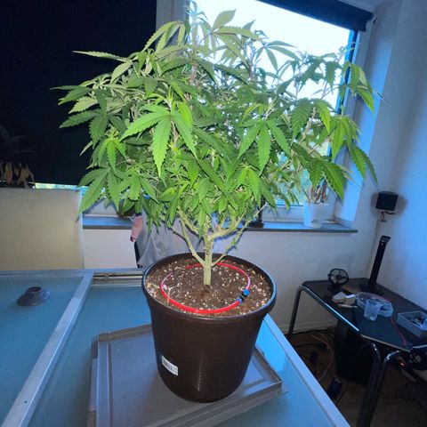 Cookies Kush growlog timeline photo