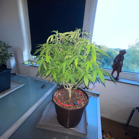 Cookies Kush growlog timeline photo
