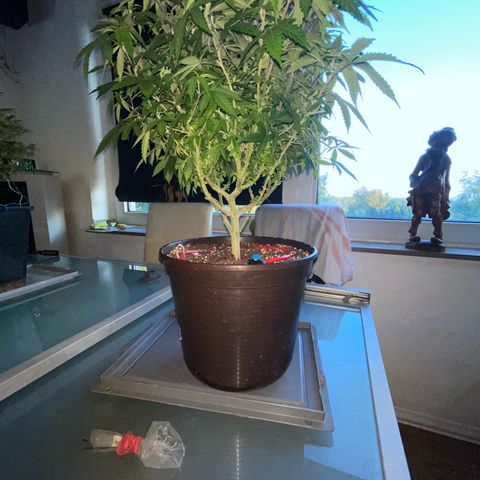 Cookies Kush growlog timeline photo