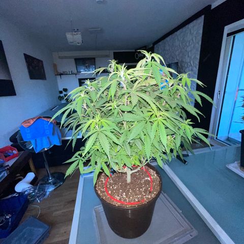 Cookies Kush growlog timeline photo