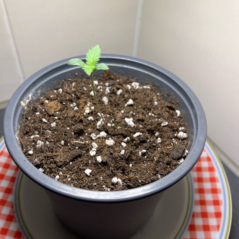 Moby Dick Auto - Fast Buds growlog timeline photo