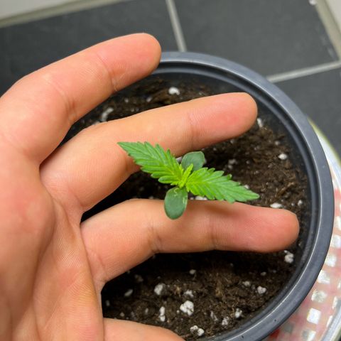 Moby Dick Auto - Fast Buds growlog timeline photo