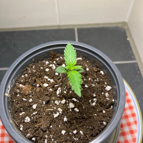 Moby Dick Auto - Fast Buds growlog timeline photo