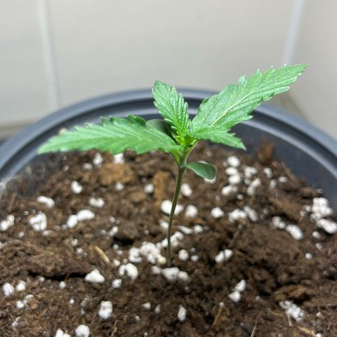 Moby Dick Auto - Fast Buds growlog timeline photo