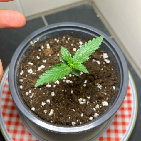 Moby Dick Auto - Fast Buds growlog timeline photo