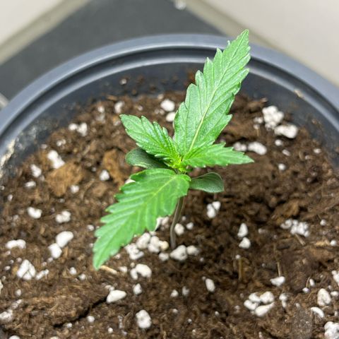 Moby Dick Auto - Fast Buds growlog timeline photo