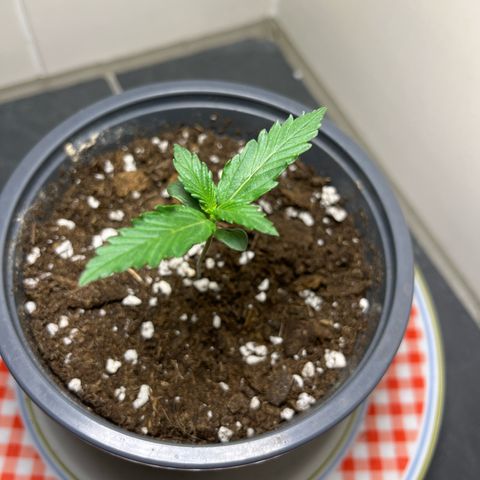 Moby Dick Auto - Fast Buds growlog timeline photo