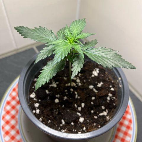 Moby Dick Auto - Fast Buds growlog timeline photo